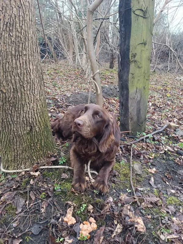 Znaleziono psa, Sosnowiec, 14 marca 2025