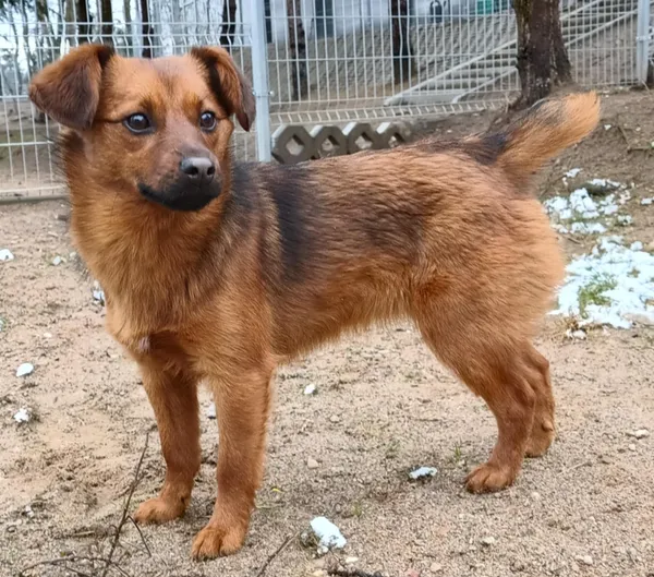 Znaleziono psa, Pieckowo, 14 marca 2025 (2/4)