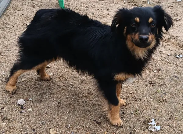 Znaleziono psa, Pieckowo, 14 marca 2025 (3/4)