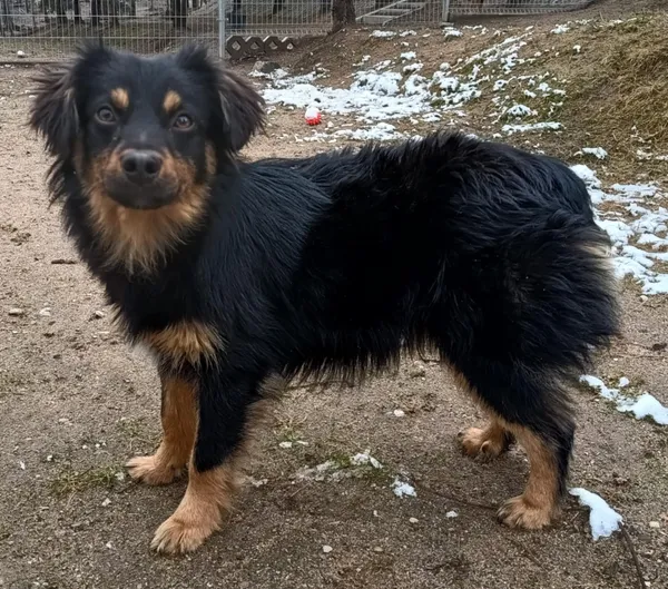 Znaleziono psa, Pieckowo, 14 marca 2025 (4/4)