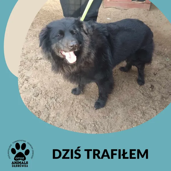 Znaleziono psa, Dąbrówka, 14 marca 2025 (2/2)