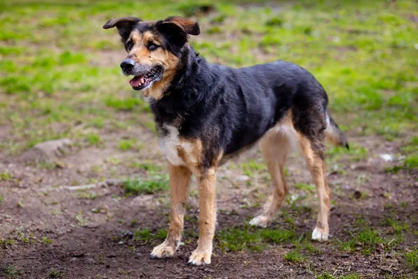 Znaleziono psa, Wałbrzych, 10 marca 2025 (1/3)