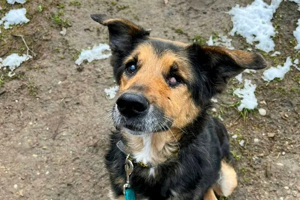 Znaleziono psa, Wałbrzych, 10 marca 2025 (2/3)