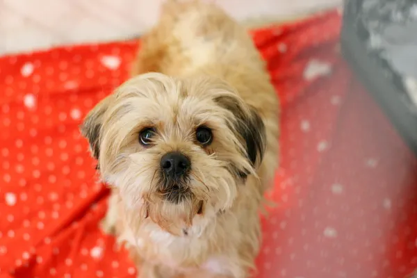 Znaleziono psa, Wałbrzych, 10 marca 2025