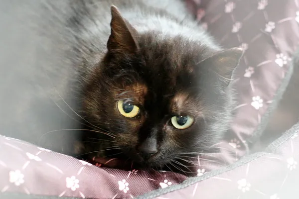 Znaleziono kota, Wałbrzych, 12 marca 2025