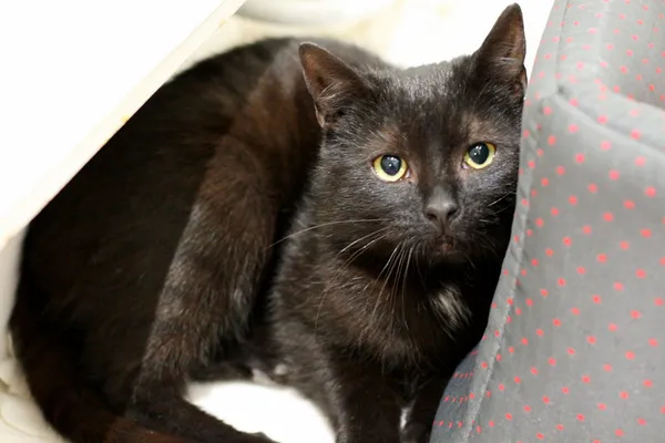 Znaleziono kota, Wałbrzych, 7 marca 2025