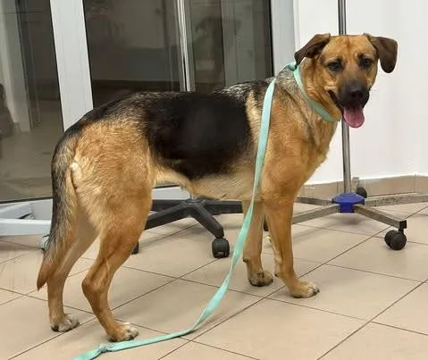 Znaleziono psa, Grudziądz, 16 marca 2025