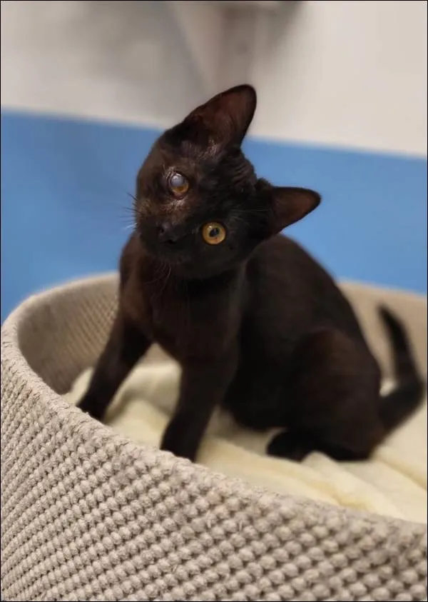 Znaleziono kota, Grudziądz, 27 grudnia 2024