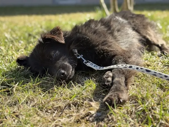 Pies do adopcji, Kraków, 2 marca 2025 (3/5)