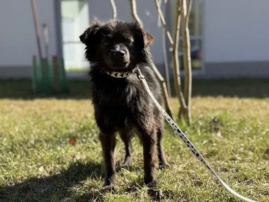 Pies do adopcji, Kraków, 2 marca 2025 (5/5)