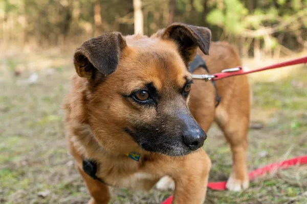 Pies do adopcji, Nowodwór, 16 marca 2025 (1/5)