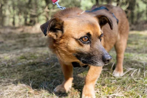 Pies do adopcji, Nowodwór, 16 marca 2025 (2/5)