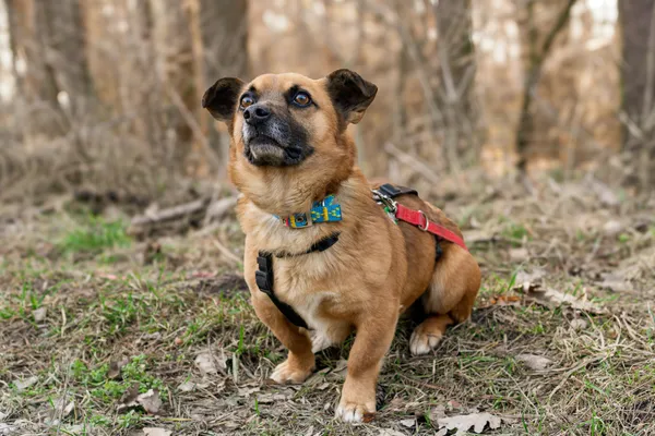 Pies do adopcji, Nowodwór, 16 marca 2025 (4/5)