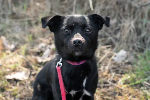 Pies do adopcji, Nowodwór, 16 marca 2025 (1/5)