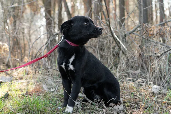 Pies do adopcji, Nowodwór, 16 marca 2025 (3/5)