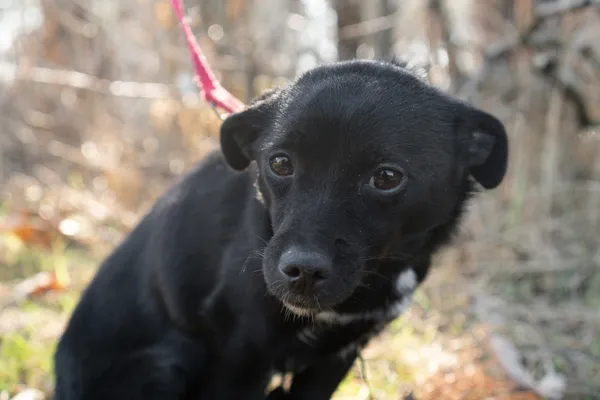 Pies do adopcji, Nowodwór, 16 marca 2025 (5/5)