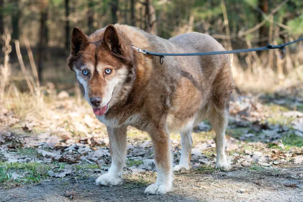 Pies do adopcji, Nowodwór, 16 marca 2025 (1/5)