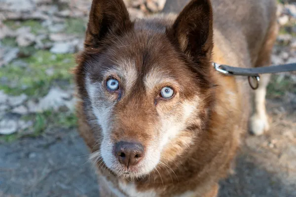 Pies do adopcji, Nowodwór, 16 marca 2025 (2/5)