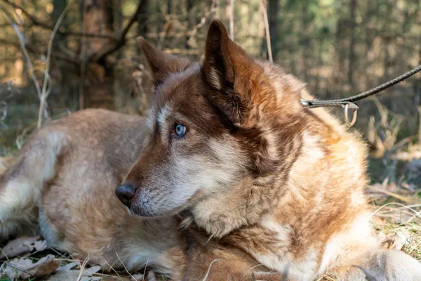 Pies do adopcji, Nowodwór, 16 marca 2025 (3/5)