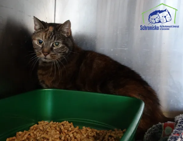 Znaleziono kota, Szczecin, 16 marca 2025 (2/2)
