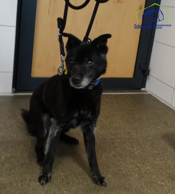 Znaleziono psa, Szczecin, 16 marca 2025