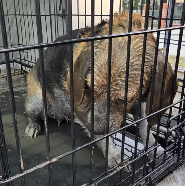 Znaleziono psa, Radom, 15 marca 2025