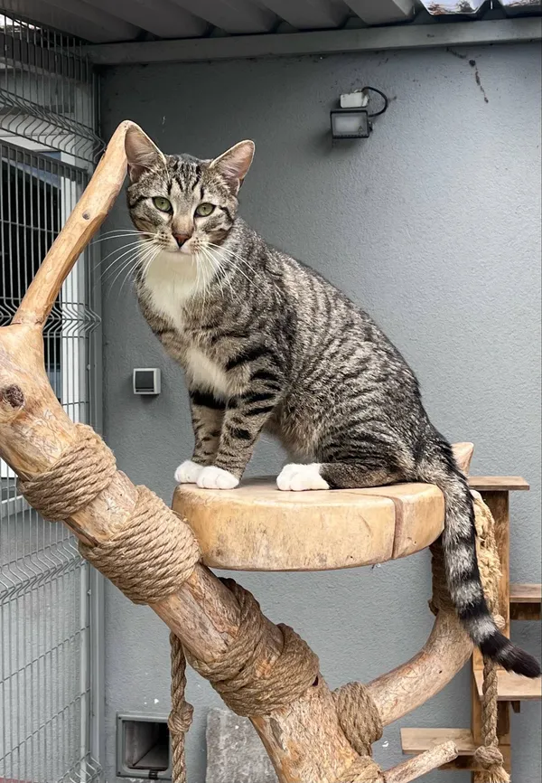 Kot do adopcji, Włocławek, 16 marca 2025 (1/5)