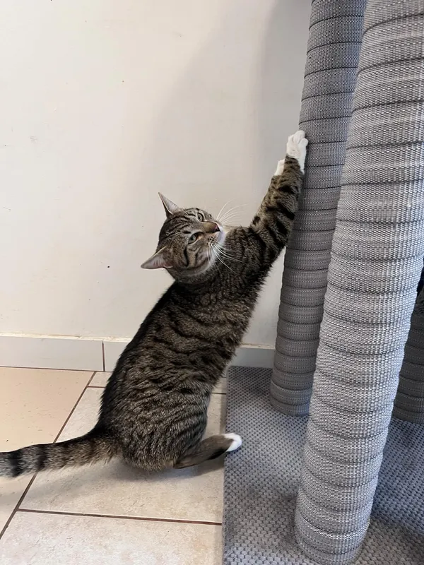 Kot do adopcji, Włocławek, 16 marca 2025 (2/5)