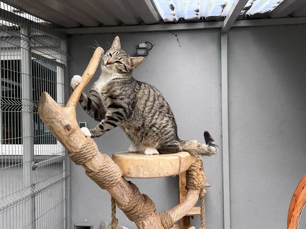 Kot do adopcji, Włocławek, 16 marca 2025 (3/5)