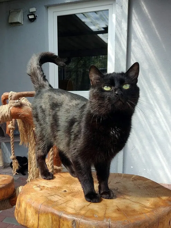 Kot do adopcji, Włocławek, 10 marca 2025 (5/5)