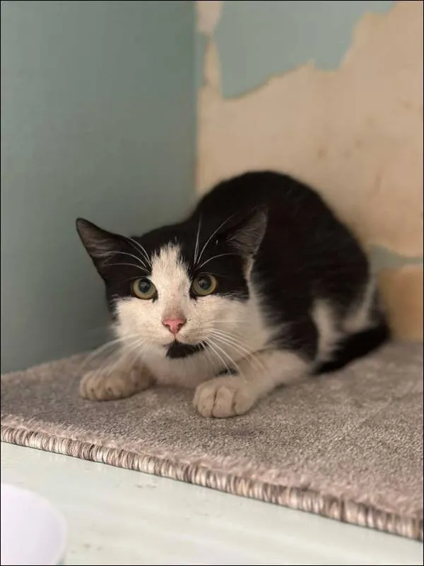 Znaleziono kota, Grudziądz, 16 marca 2025