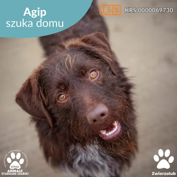 Pies do adopcji, Starogard Gdański, 17 marca 2025 (1/4)