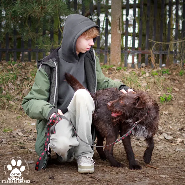 Pies do adopcji, Starogard Gdański, 17 marca 2025 (3/4)