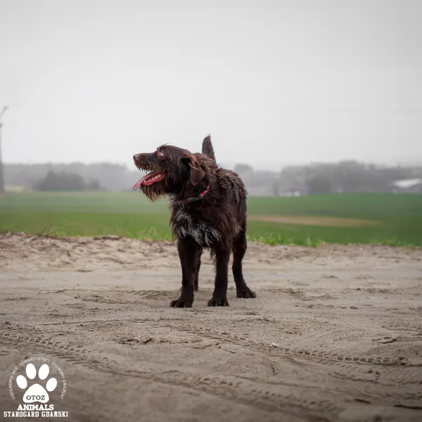 Pies do adopcji, Starogard Gdański, 17 marca 2025 (4/4)
