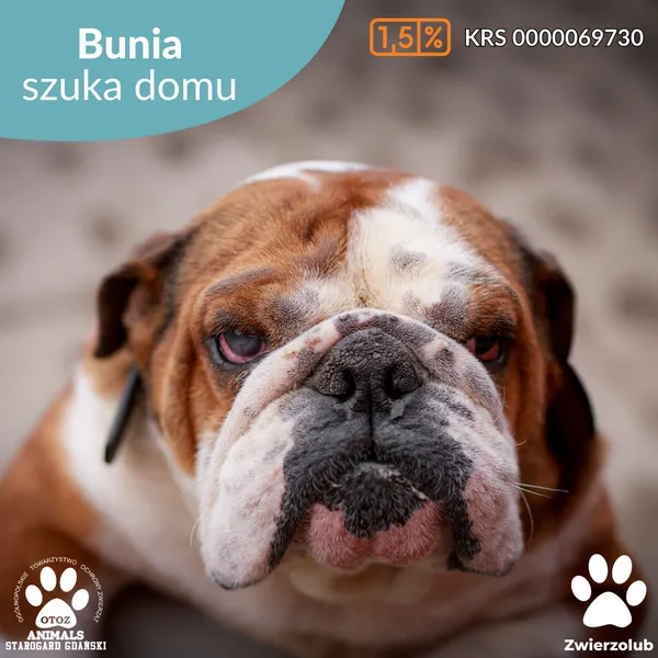 Pies do adopcji, Starogard Gdański, 17 marca 2025 (1/4)