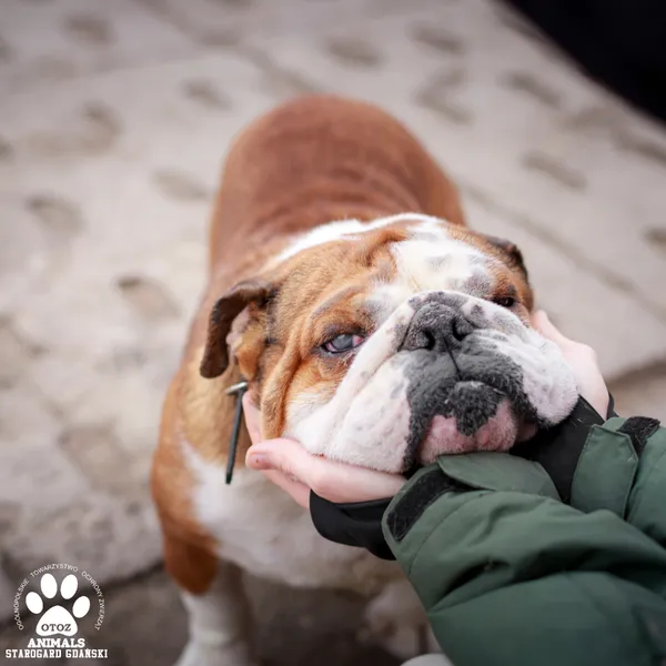 Pies do adopcji, Starogard Gdański, 17 marca 2025 (2/4)