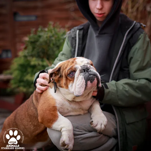 Pies do adopcji, Starogard Gdański, 17 marca 2025 (3/4)