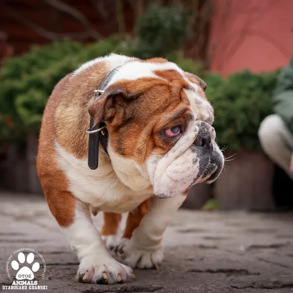 Pies do adopcji, Starogard Gdański, 17 marca 2025 (4/4)