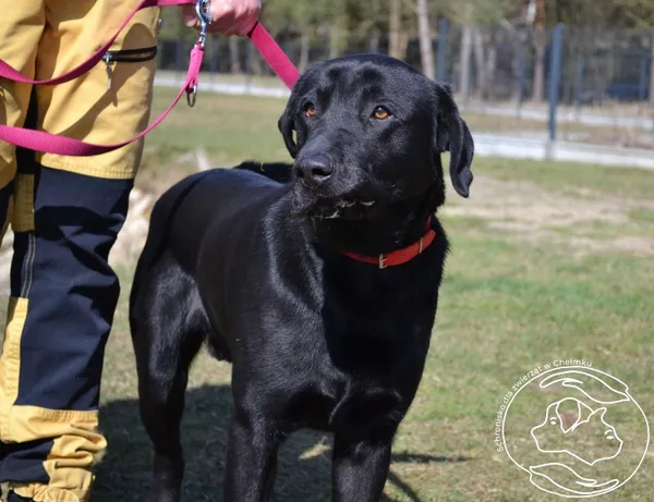 Znaleziono psa, Chełmek, 28 lutego 2025