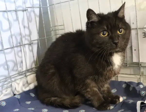 Znaleziono kota, Łódź, 17 marca 2025 (1/4)