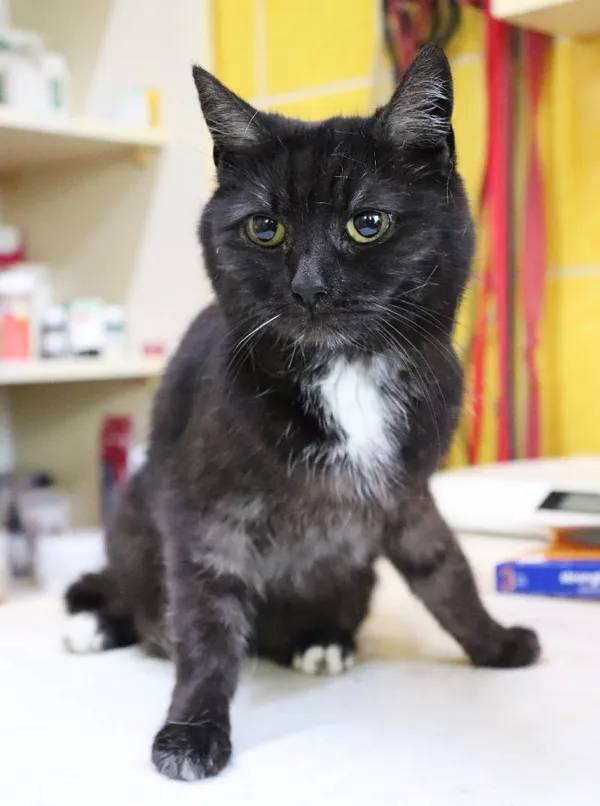 Znaleziono kota, Łódź, 17 marca 2025 (2/4)