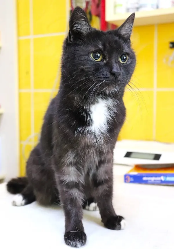 Znaleziono kota, Łódź, 17 marca 2025 (3/4)