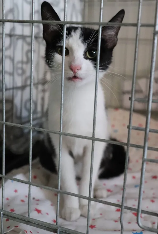 Znaleziono kota, Łódź, 16 marca 2025 (1/2)