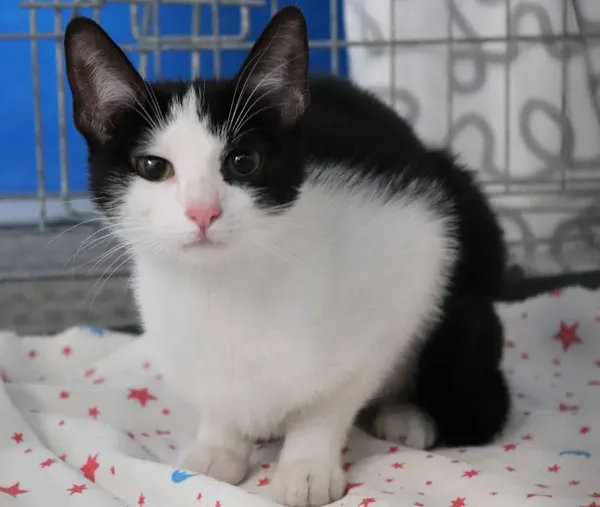 Znaleziono kota, Łódź, 16 marca 2025 (2/2)