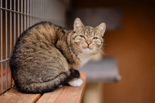 Kot do adopcji, Częstochowa, 19 września 2024 (3/5)