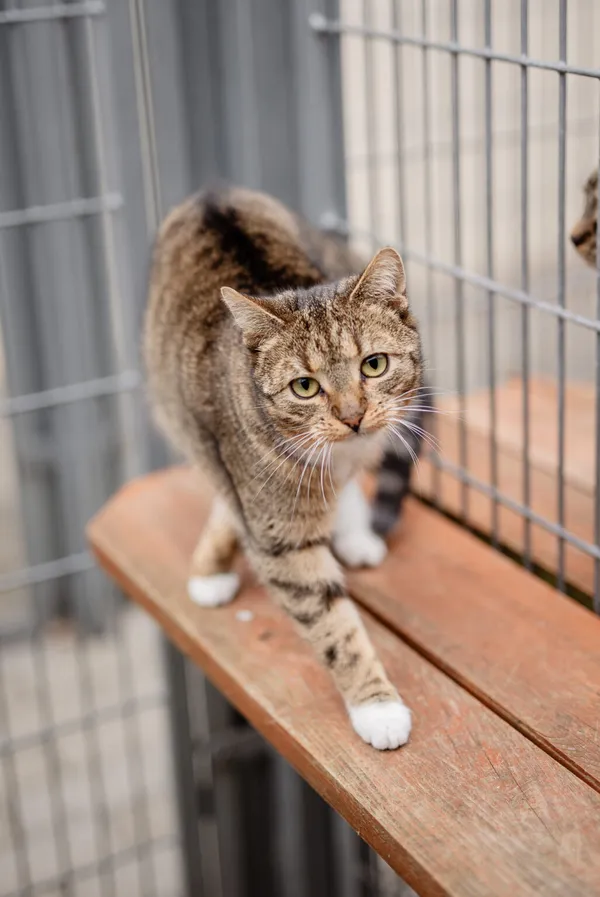 Kot do adopcji, Częstochowa, 19 września 2024 (5/5)