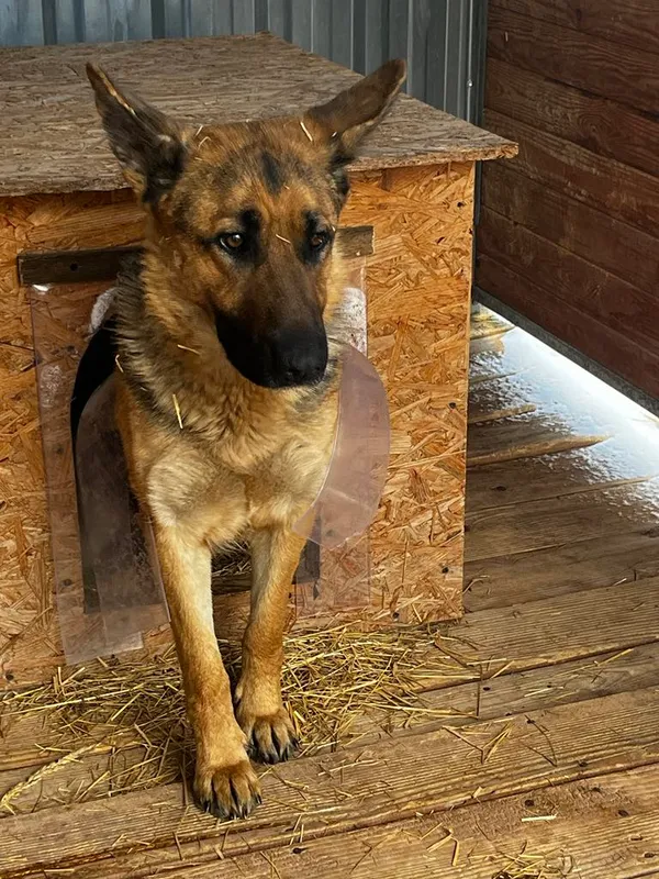 Pies do adopcji, Orzechowce, 14 marca 2025 (1/4)