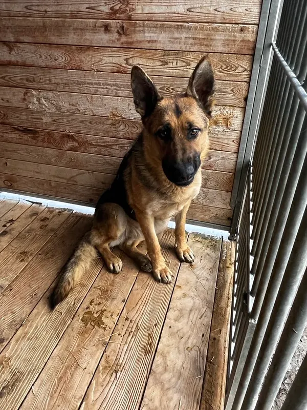 Pies do adopcji, Orzechowce, 14 marca 2025 (2/4)