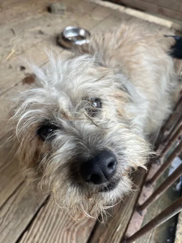 Pies do adopcji, Orzechowce, 13 marca 2025 (2/5)