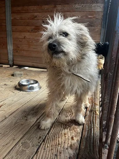 Pies do adopcji, Orzechowce, 13 marca 2025 (3/5)